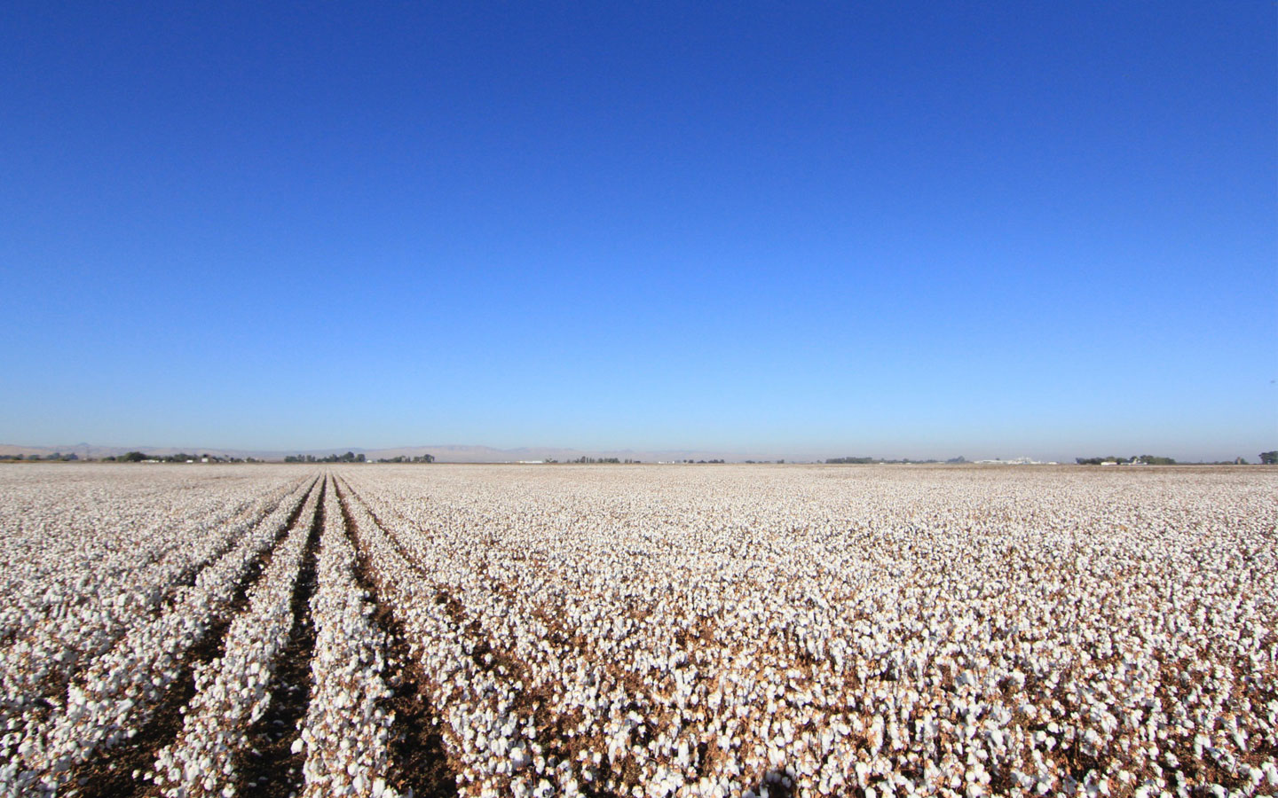 Weites, erntereifes Baumwollfeld mit dicken weißen Wattebauschen in langen Reihen unter strahlend blauem Himmel