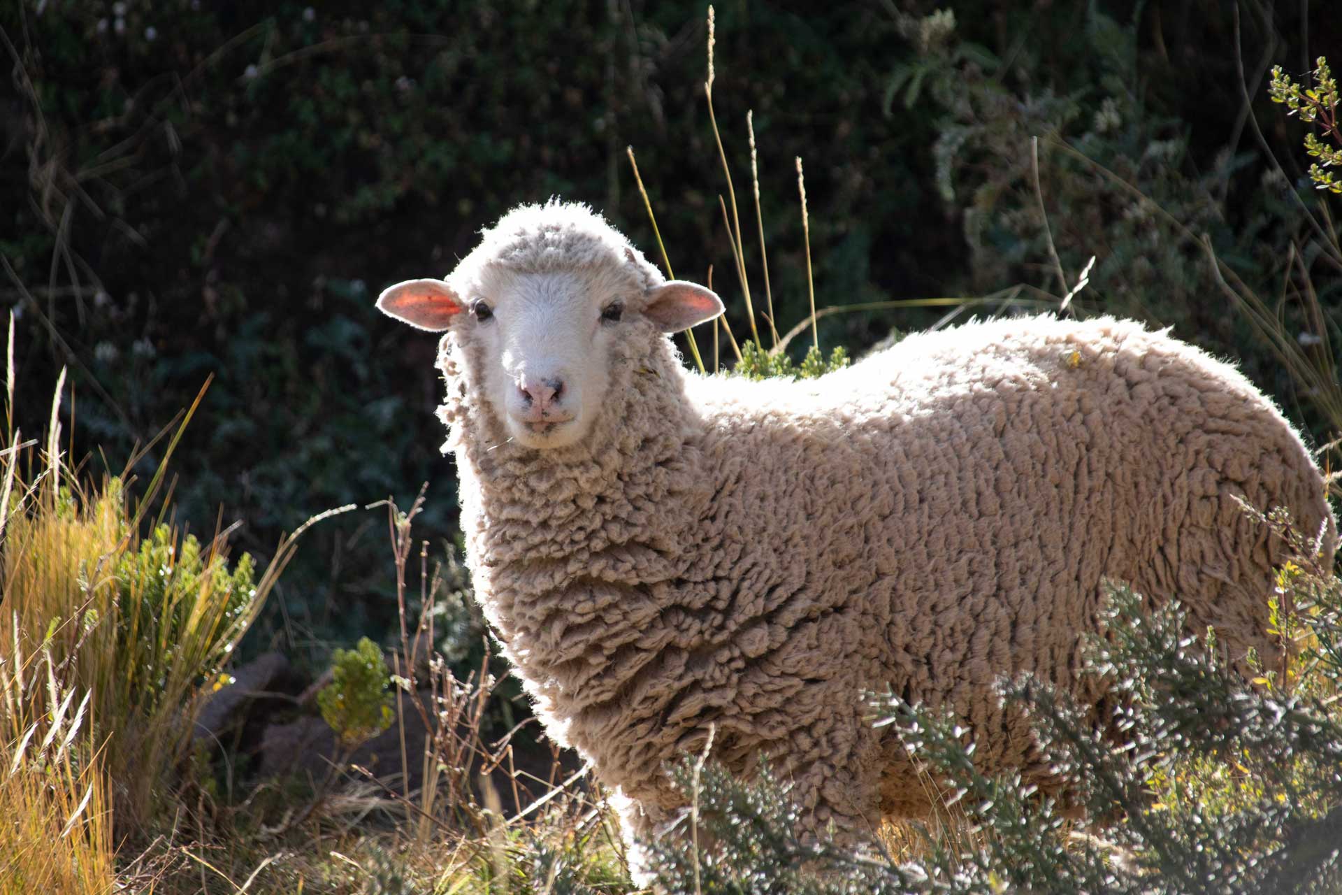 Mulesingfreie Wolle